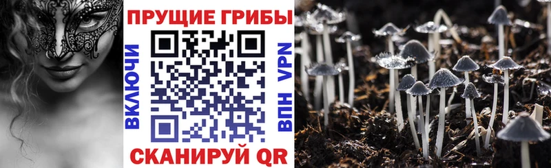 Галлюциногенные грибы GOLDEN TEACHER  маркетплейс как зайти  Медынь  купить наркоту 